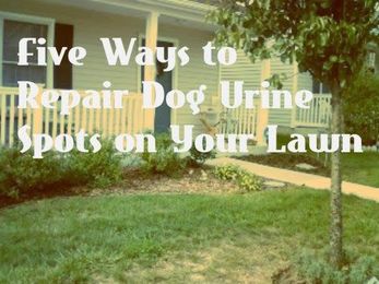 Five Natural Ways to Repair Brown Grass from Dog Pee