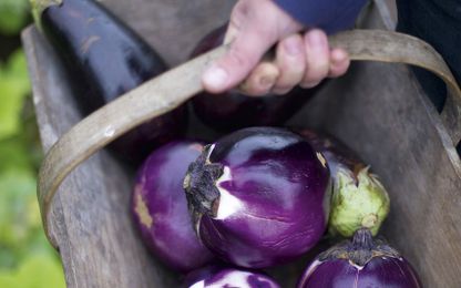 Mark Diacono: How to grow your own kitchen garden 