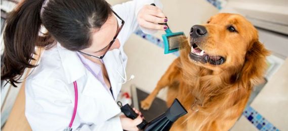 A Healthy Coat Equals A Healthy Pet