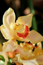 Beautiful, Endlessly Patient Models — Available at Very Reasonable Rates