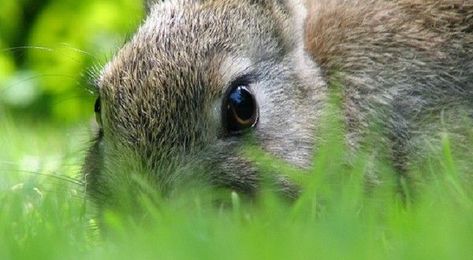 9 Tricks To Keep Your Garden Animal-Free — Without A Fence