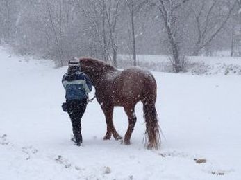 Horses regularly trained with ground work are more relaxed when ridden