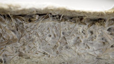 Mushroom Based Building Materials Are Here (With Video)