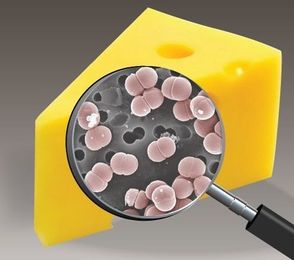 Cheese Microbes & Pizza Math