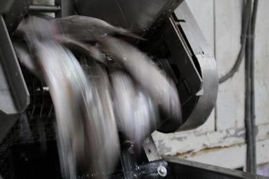 Raising The Profile Of An Undereaten Fish