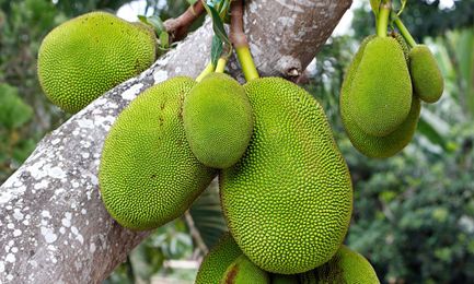 Green jackfruit: is ‘pulled pork for vegetarians’ the next big food craze?