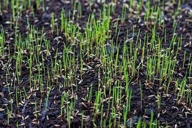 Seeding Your Lawn: Best Practices for the Spring Lawn Care Season