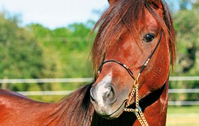 8 things you need to know about Caspian horses