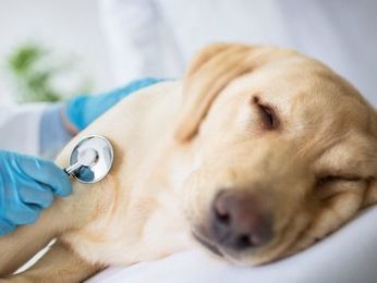 Dog Flu Symptoms: What to Look For