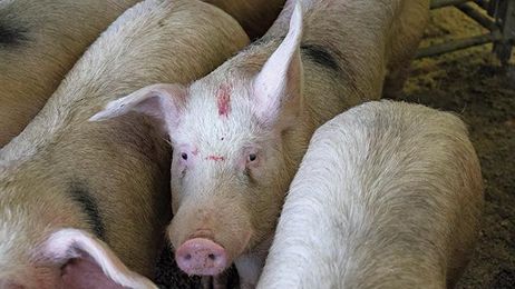 Liquid-feeding pigs ups finish weight, but lowers kill-out rates