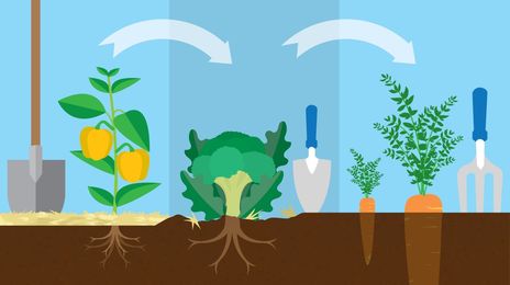 Saving Your Soils With Crop Rotation