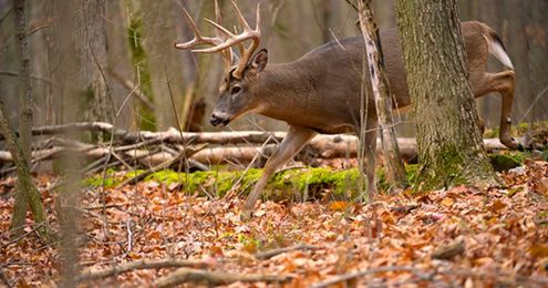 Whitetail Deer: Bump and Hunt Tactics for the Unkillable Buck