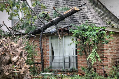 Your South Carolina Neighbor's Overhanging or Fallen Trees