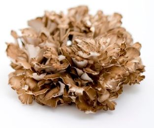 Bulbs to preserve. Special Maitake price!