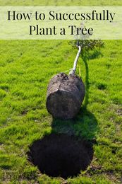 How to Successfully Plant a Tree
