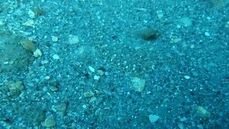 Can you spot the fish before it moves?