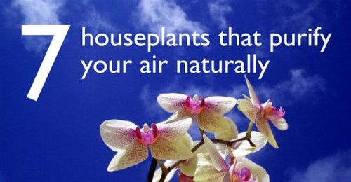 7 indoor plants that purify the air around you naturally