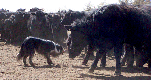 Juan Reyes on working ranch dogs