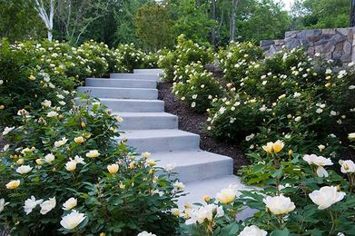 Roses for Small Gardens