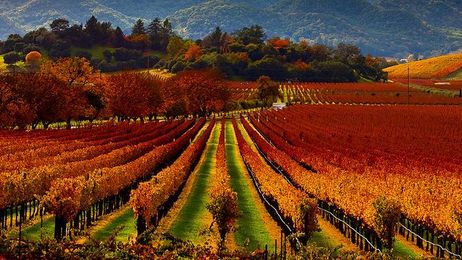 Organic Wine Isn’t Necessarily Better for You (or the Environment)