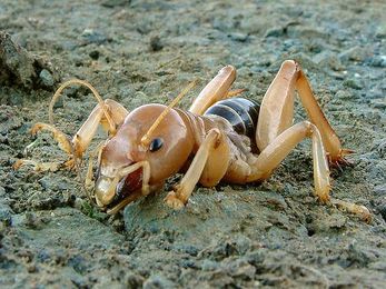 Want a better organic garden? Call out the soil-critter army