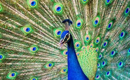 Can nature unlock the potential of additive manufacturing?