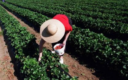Take your pick: It’s the season for pick-your-own farms