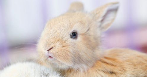 Taking Care of your Pet Rabbit