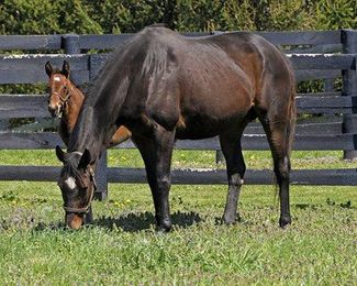 13 Ways to Predict Ovulation in Mares