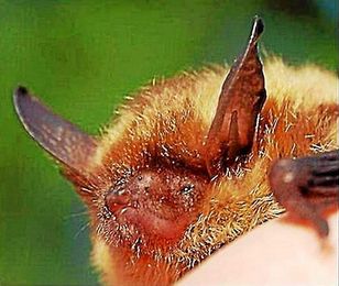 Critters and construction dont always mix