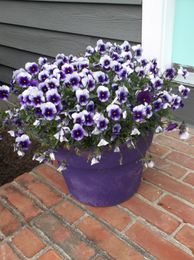 The 4 Key Ingredients to a Potting Mix