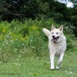The Ultimate Dog Adoption Survival Guide