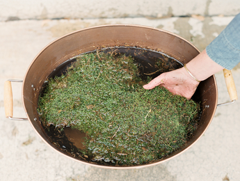 Why a Miniature Moss Garden Belongs on Your Tabletop