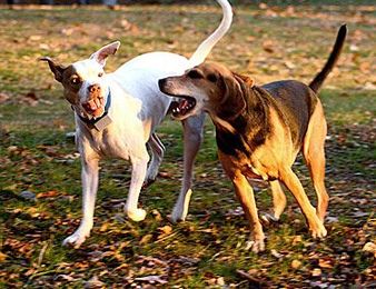 Bordetella 101: Kennel cough and your dog