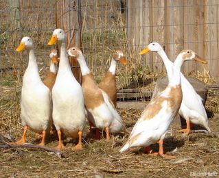6 Duck Breeds to Raise for Eggs