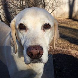 Post Insulinoma: A Daisy Update