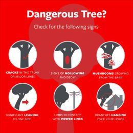 Tree maintenance can minimize property damage