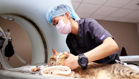 How new Hong Kong specialist animal hospital could boost care for pets