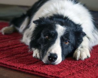 Ten Early Warning Signs of Canine Cancer