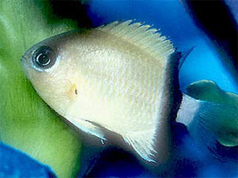 The Black Bar Chromis is a Nano tank gem!