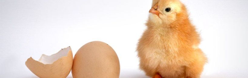 Which Came First—The Chicken or the Egg?