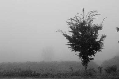 Charlotte Drivers Need Plan for Safe Driving in Foggy Weather