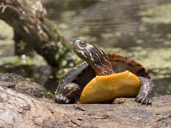 Keeping a Turtle? Here are Some Tips All New Turtlekeepers Need To Know
