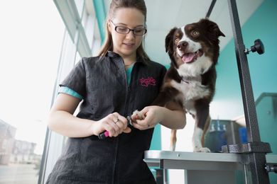 Want to Become a Dog Groomer?