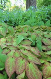 Choose plants wisely when gardening beneath a tree