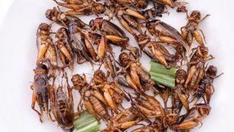 Bugging out: Is cricket flour on your menu?