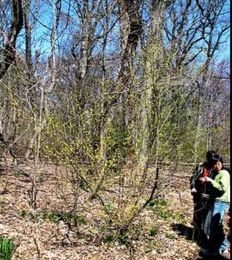 Friendlier Alternative to Forsythia