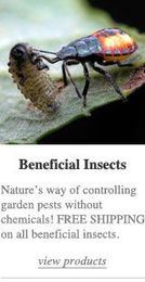 How to Prevent Garden Pests