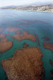 Reef built, but will fish come?