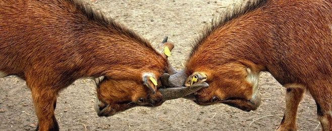 Strategies for dealing with your problem neighbor